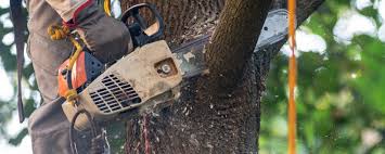 Best Utility Line Clearance  in Riverton, NJ