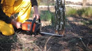 Best Tree Maintenance Programs  in Riverton, NJ