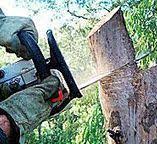 Best Tree Maintenance Programs  in Riverton, NJ