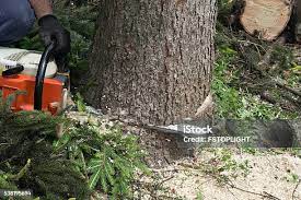 Best Stump Grinding and Removal  in Riverton, NJ