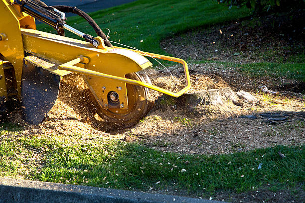 Best Tree Mulching  in Riverton, NJ