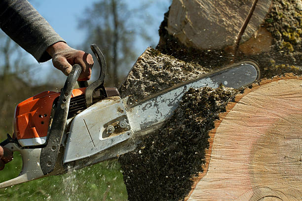 Best Lawn Dethatching  in Riverton, NJ